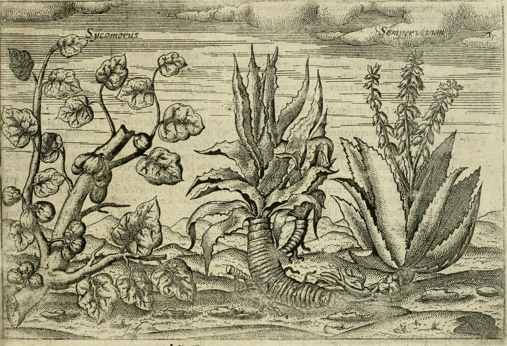 An illustration from Premier livre de l'histoire de la navigation aux Indes Orientales, par les hollandois, et des choses a eux advenues : ensemble les conditions, les meurs, & manieres de vivres des nations, par eux abordees : plus les monnoyes, espices, drogues, & marchandises, & le pris d'icelles : davantage les decouvremens & apparences, situations, & costes maritimes des contrees : avec le vray pourtrait au vif des habitans : le tout par plusieurs figures illustré : tres-recreatif a lire a tous navigans & amateurs des navigations lointaines, ez terres estrangeres, 1609, leaf 88