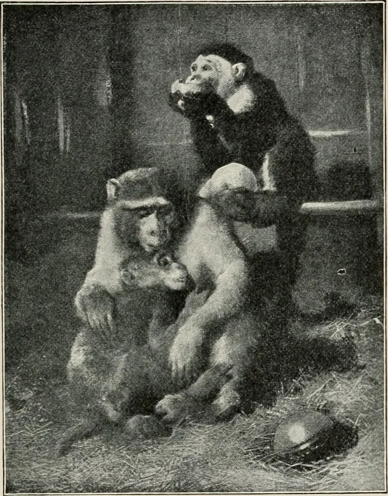 An illustration from Pre-Raphaelitism and the pre-Raphaelite brotherhood, 1905, leaf 184