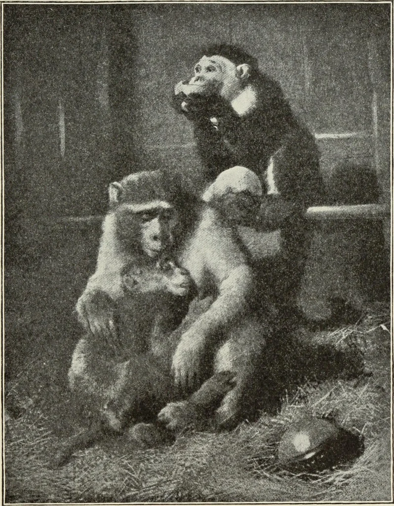 An illustration from Pre-Raphaelitism and the Pre-Raphaelite Brotherhood, 1905, leaf 184