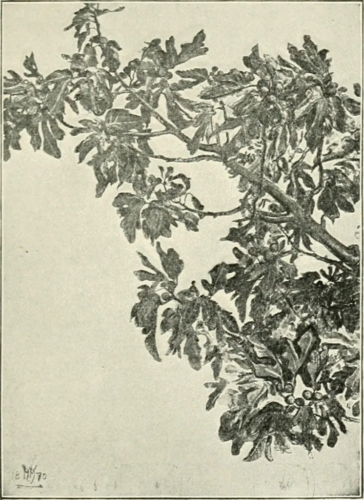 An illustration from Pre-Raphaelitism and the pre-Raphaelite brotherhood, 1905, leaf 334