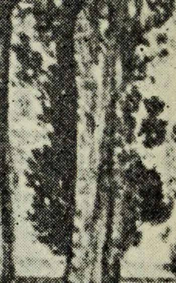 An illustration from Pre-Raphaelitism and the Pre-Raphaelite Brotherhood, 1905, leaf 129