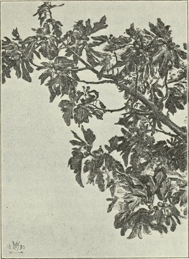An illustration from Pre-Raphaelitism and the Pre-Raphaelite Brotherhood, 1905, leaf 338