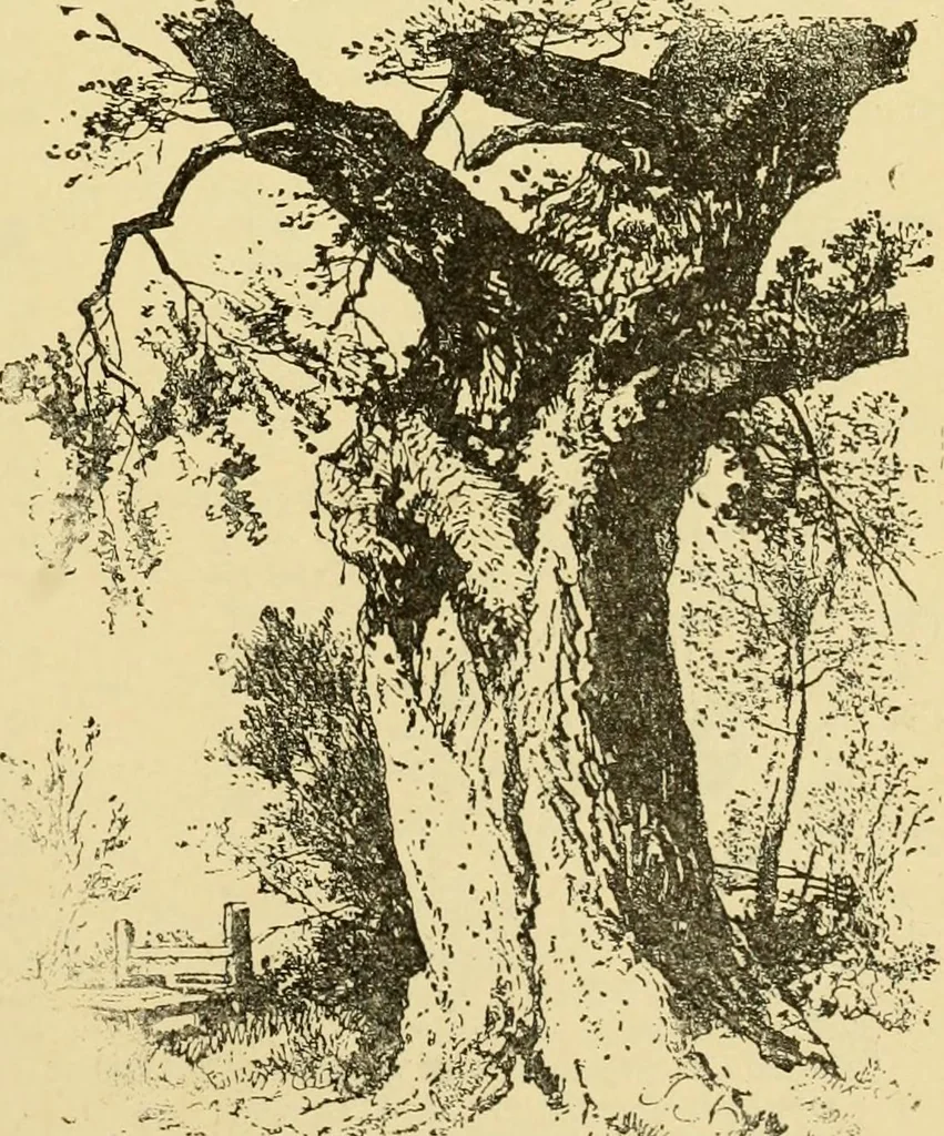 An illustration from Priced catalogue of artists' materials : supplies for oil painting, water color painting, china painting ... and drawing materials for architects and engineers, manual training schools and colleges., 1914, leaf 258