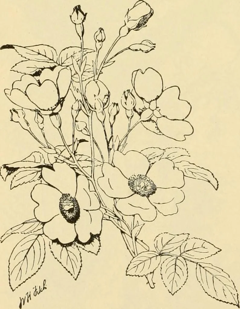 An illustration from Priced catalogue of artists' materials : supplies for oil painting, water color painting, china painting ... and drawing materials for architects and engineers, manual training schools and colleges., 1914, leaf 259
