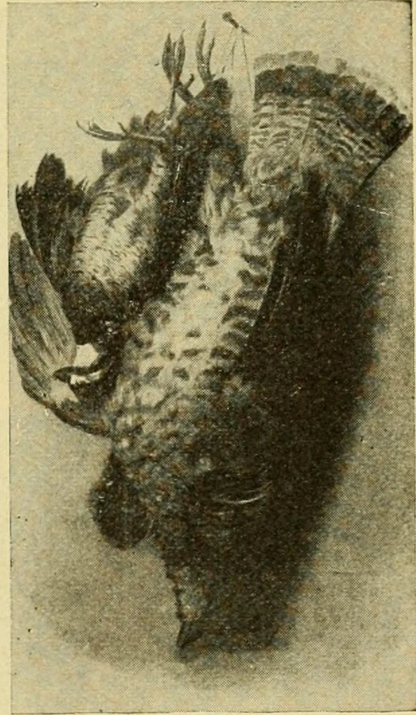 An illustration from Priced catalogue of artists' materials : supplies for oil painting, water color painting, china painting ... and drawing materials for architects and engineers, manual training schools and colleges., 1914, leaf 274