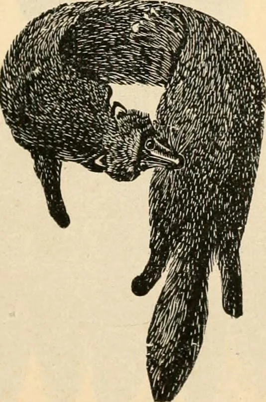 An illustration from Price list and diary for 1898., 1898, leaf 500