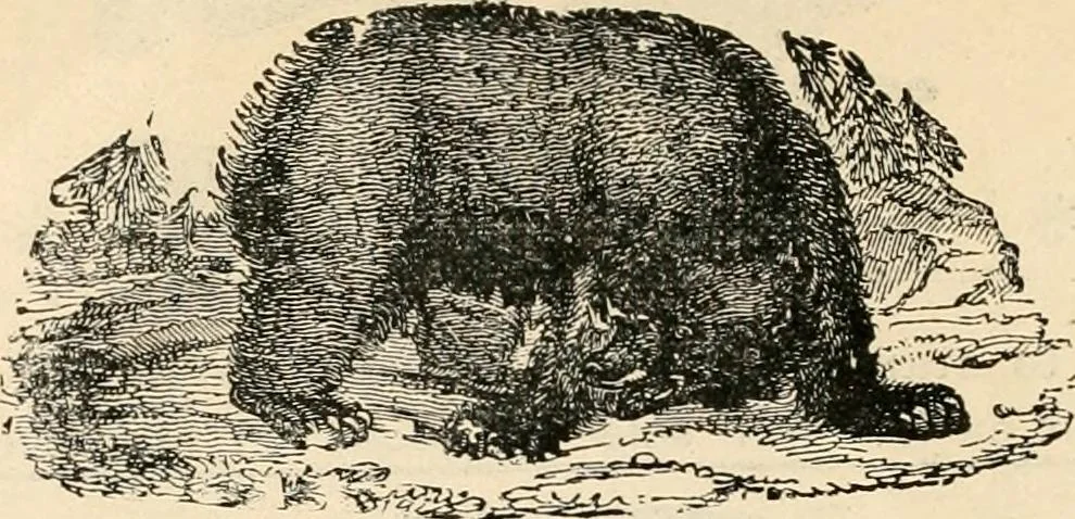 An illustration from Price list and diary for 1898., 1898, leaf 501
