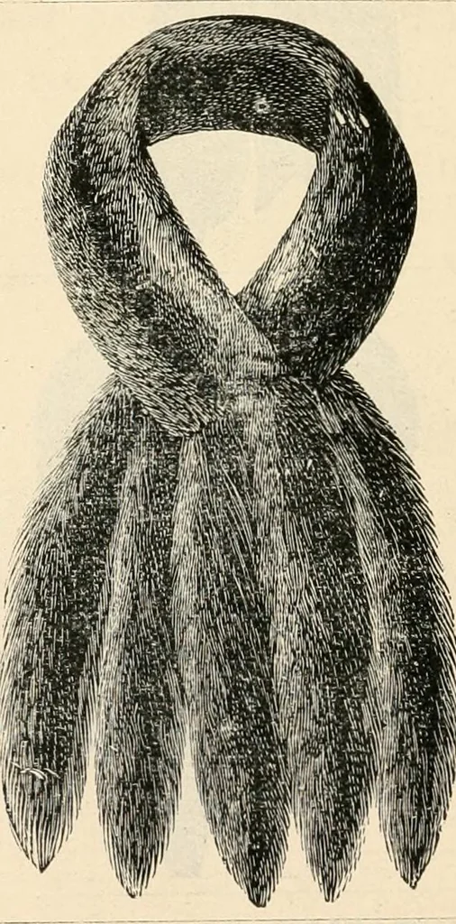 An illustration from Price list and diary for 1898., 1898, leaf 501