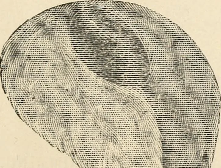 An illustration from Price list and diary for 1898., 1898, leaf 502