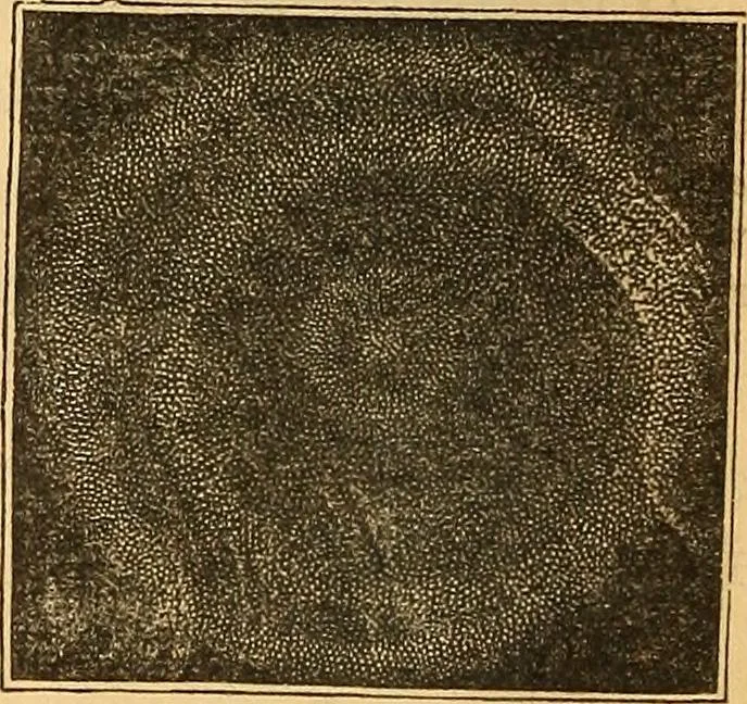 An illustration from A primary astronomy .., 1851, leaf 169
