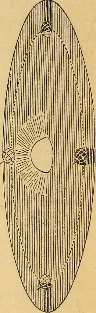 An illustration from A primary astronomy .., 1851, leaf 71