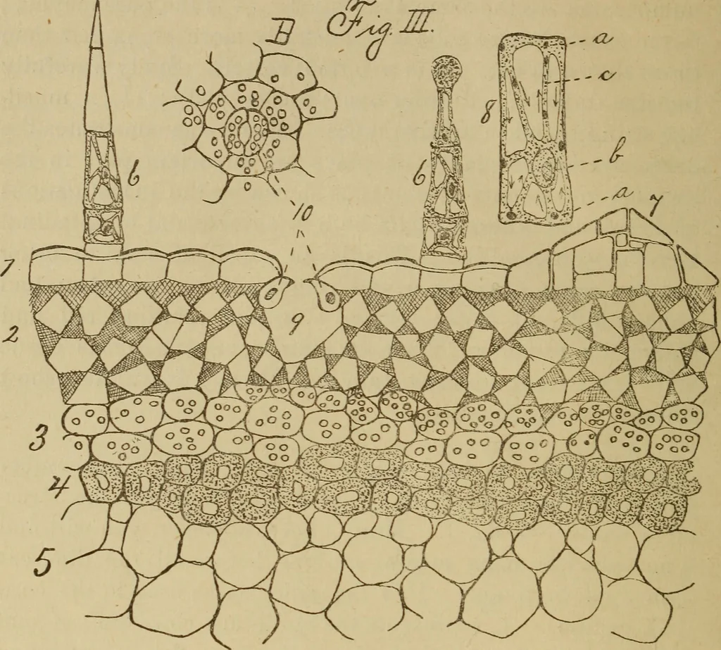 An illustration from Primary microscopy and biology. A text book for the use of students in high schools, normal schools and academies, 1890, leaf 101