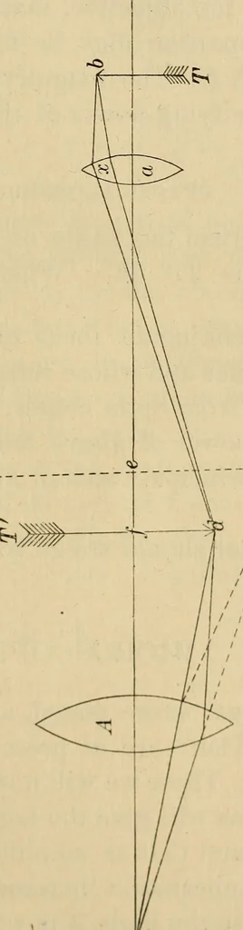 An illustration from Primary microscopy and biology. A text book for the use of students in high schools, normal schools and academies, 1890, leaf 24