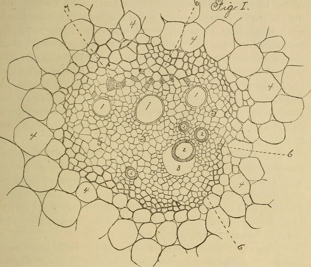 An illustration from Primary microscopy and biology. A text book for the use of students in high schools, normal schools and academies, 1890, leaf 98