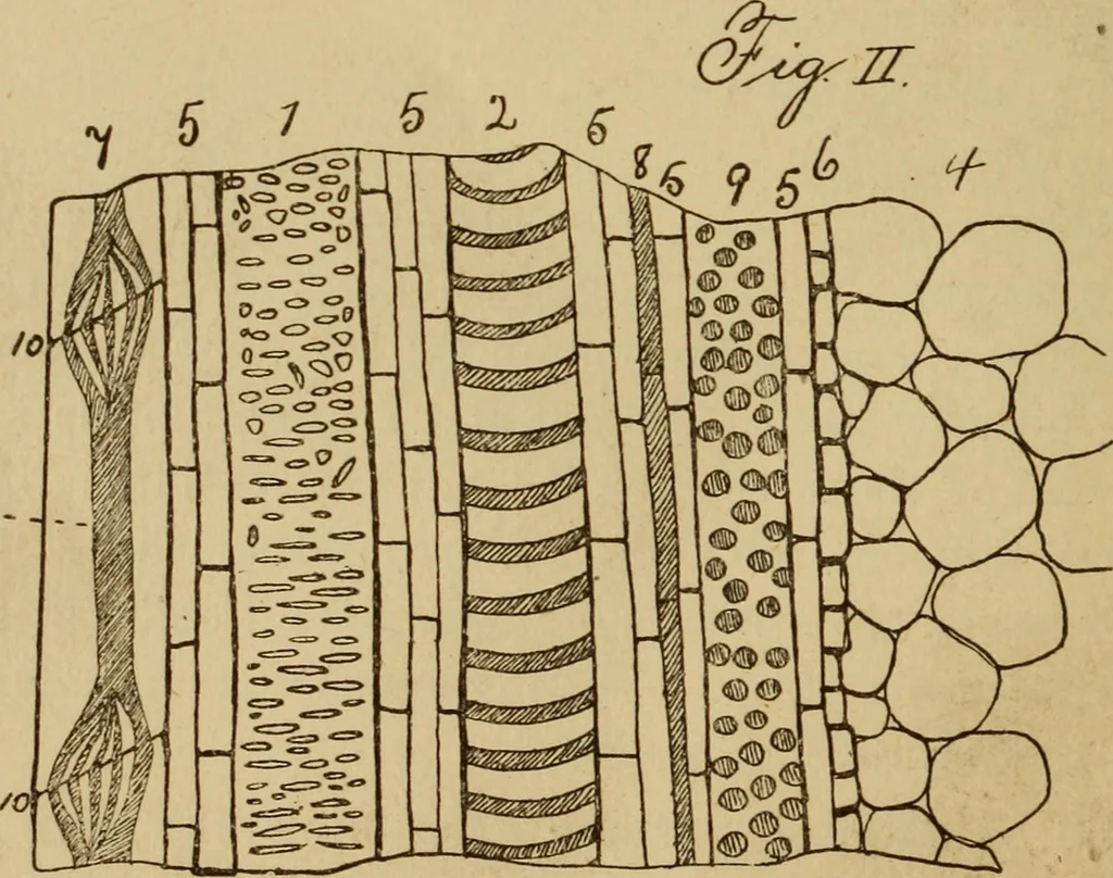 An illustration from Primary microscopy and biology. A text book for the use of students in high schools, normal schools and academies, 1890, leaf 99