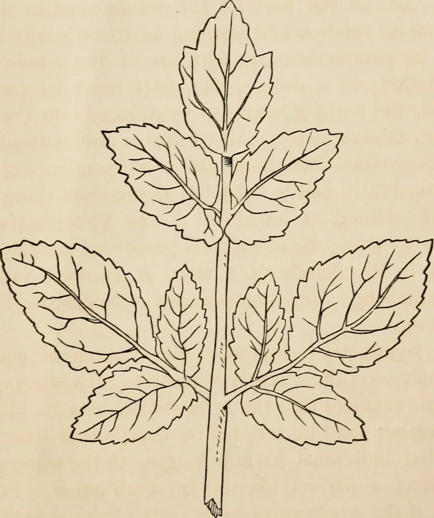 An illustration from Primer of design, 1878, leaf 28