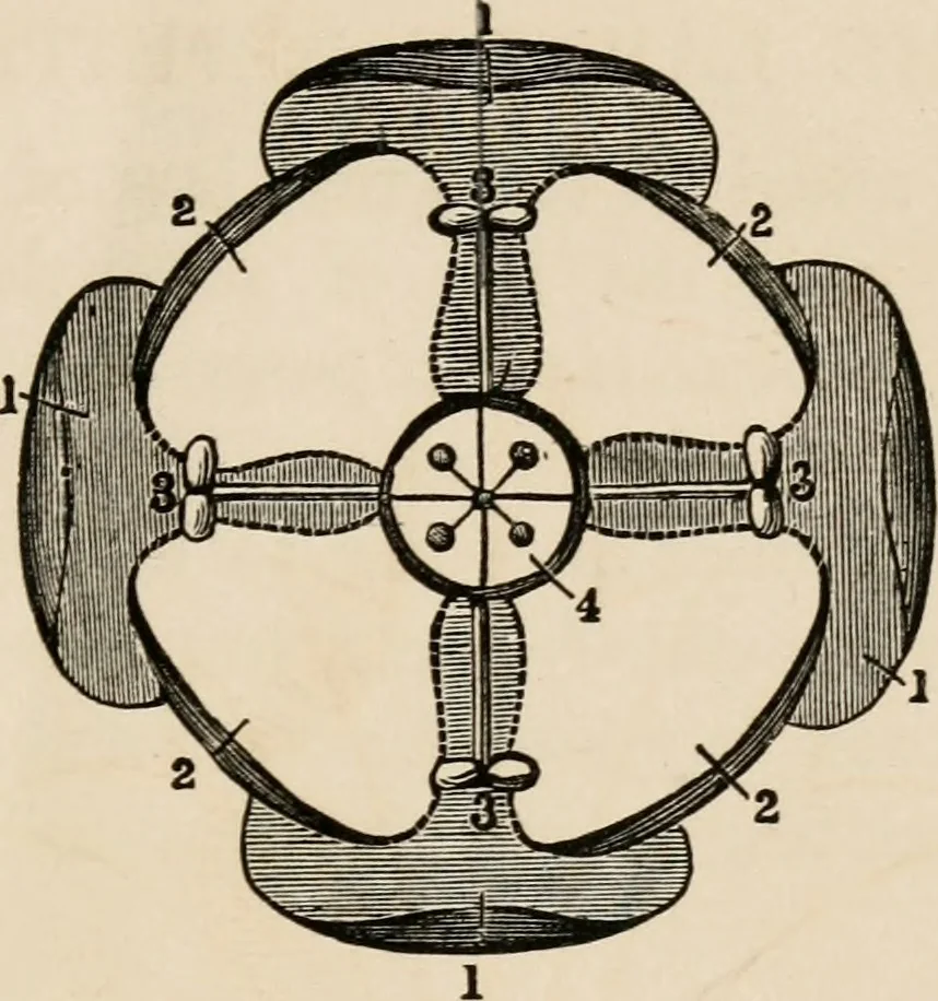 An illustration from Primer of design, 1878, leaf 30