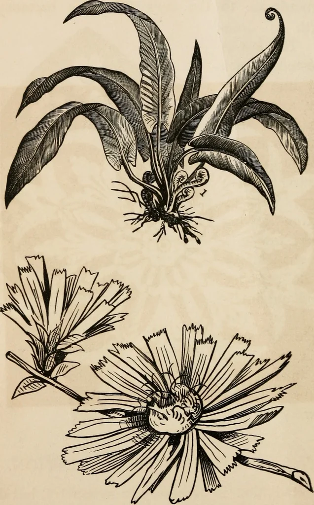 An illustration from Primer of design, 1878, leaf 35
