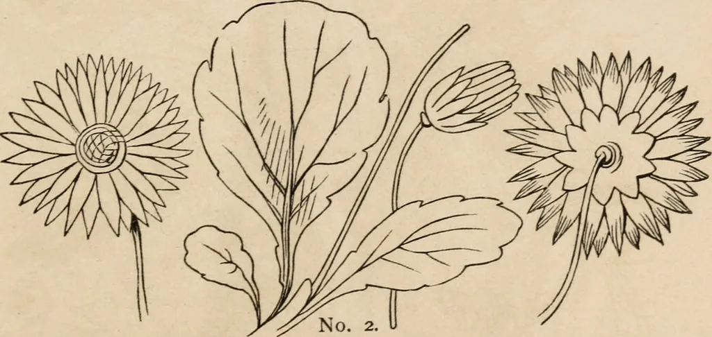 An illustration from Primer of design, 1878, leaf 58