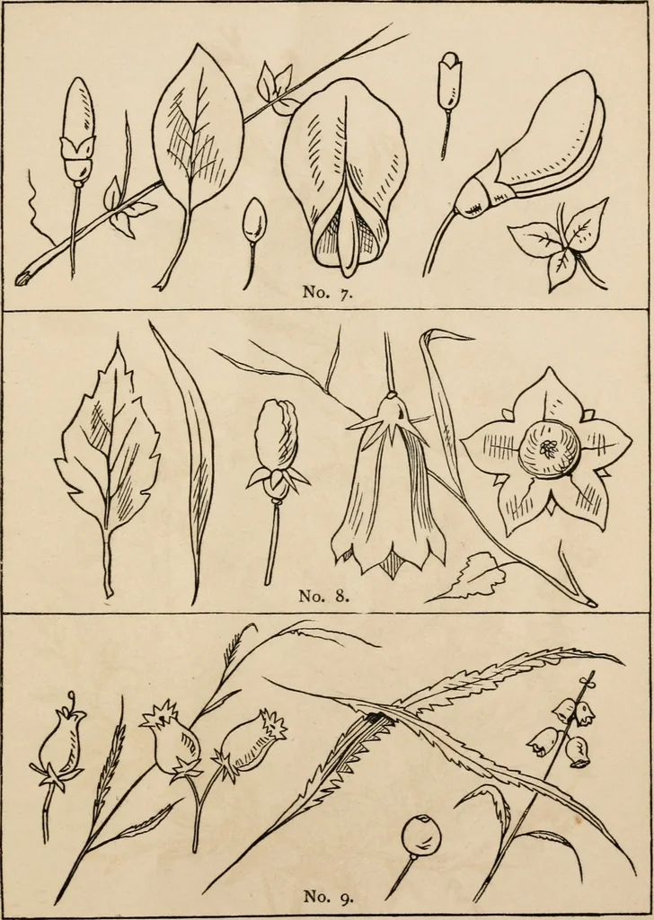 An illustration from Primer of design, 1878, leaf 62