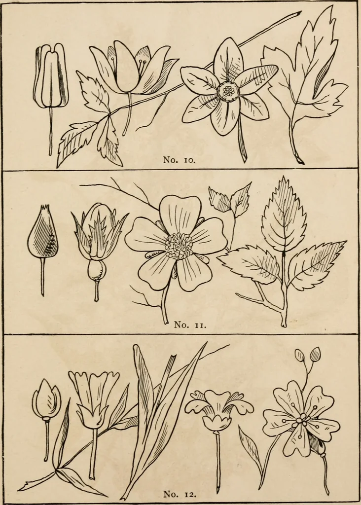 An illustration from Primer of design, 1878, leaf 64