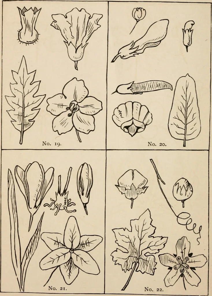 An illustration from Primer of design, 1878, leaf 69