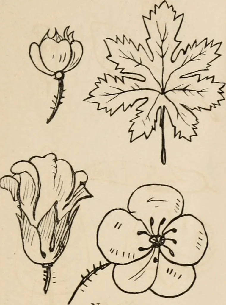 An illustration from Primer of design, 1878, leaf 70