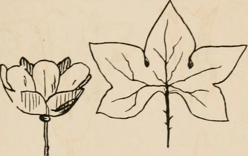 An illustration from Primer of design, 1878, leaf 70