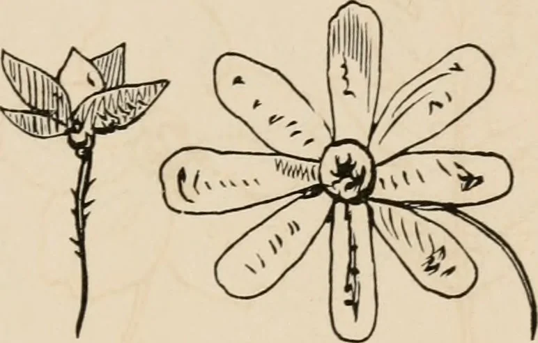 An illustration from Primer of design, 1878, leaf 70