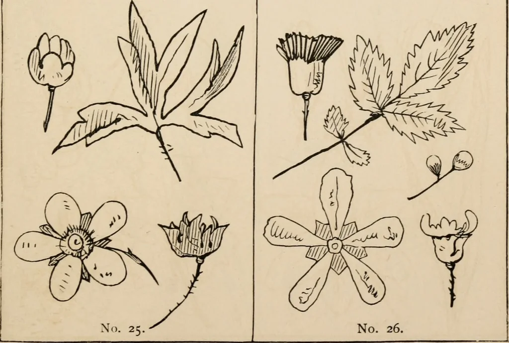 An illustration from Primer of design, 1878, leaf 70