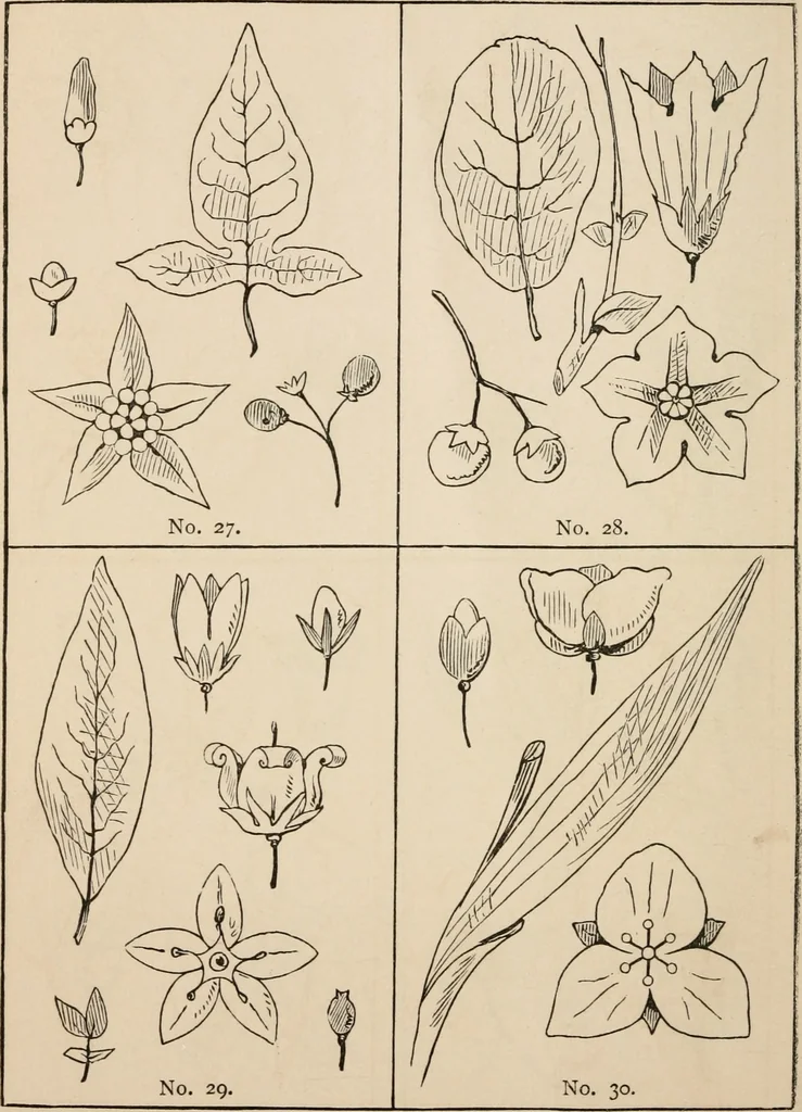 An illustration from Primer of design, 1878, leaf 71