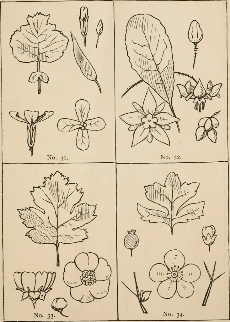 An illustration from Primer of design, 1878, leaf 72