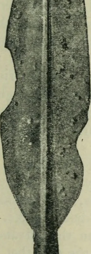 An illustration from Primitive man;, 1900, leaf 136
