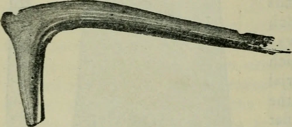 An illustration from Primitive man;, 1900, leaf 29