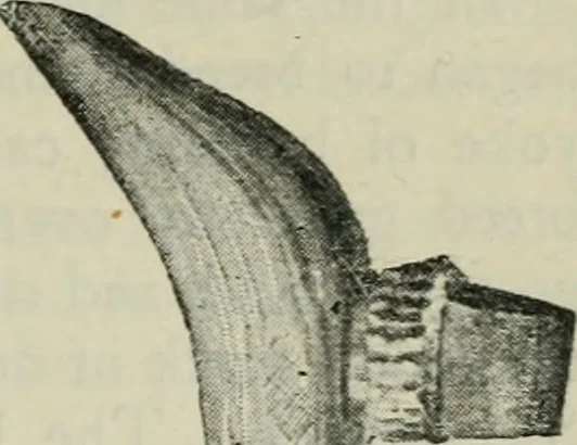 An illustration from Primitive man;, 1900, leaf 46