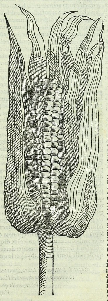 An illustration from Primo volume, & quarta editione delle navigationi et viaggi, 1588, leaf 847