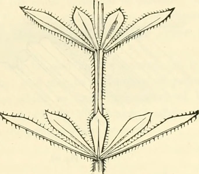 An illustration from Principles of decorative design, 1873, leaf 106
