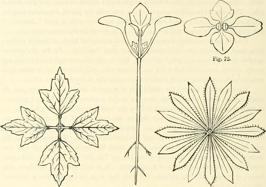An illustration from Principles of decorative design, 1873, leaf 111