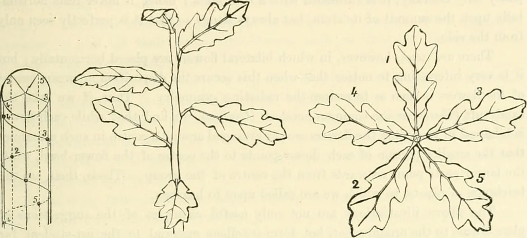 An illustration from Principles of decorative design, 1873, leaf 112