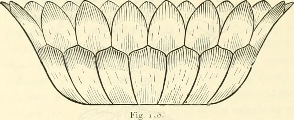 An illustration from Principles of decorative design, 1873, leaf 141