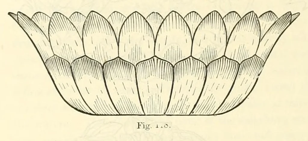 An illustration from Principles of decorative design, 1873, leaf 142