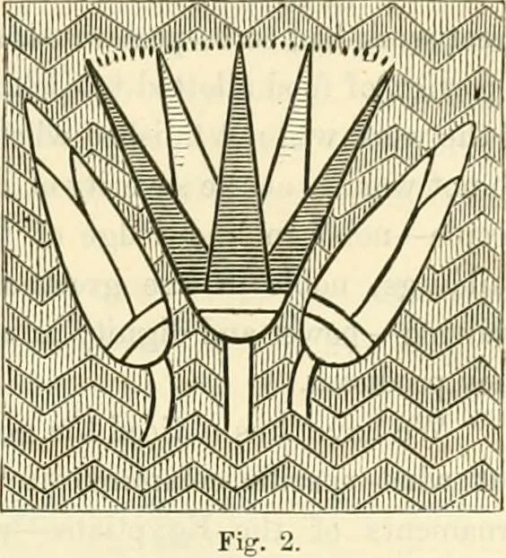 An illustration from Principles of decorative design, 1873, leaf 18