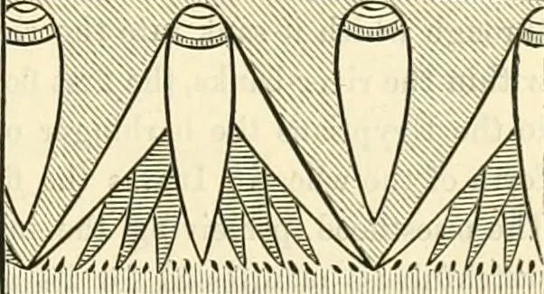 An illustration from Principles of decorative design, 1873, leaf 18