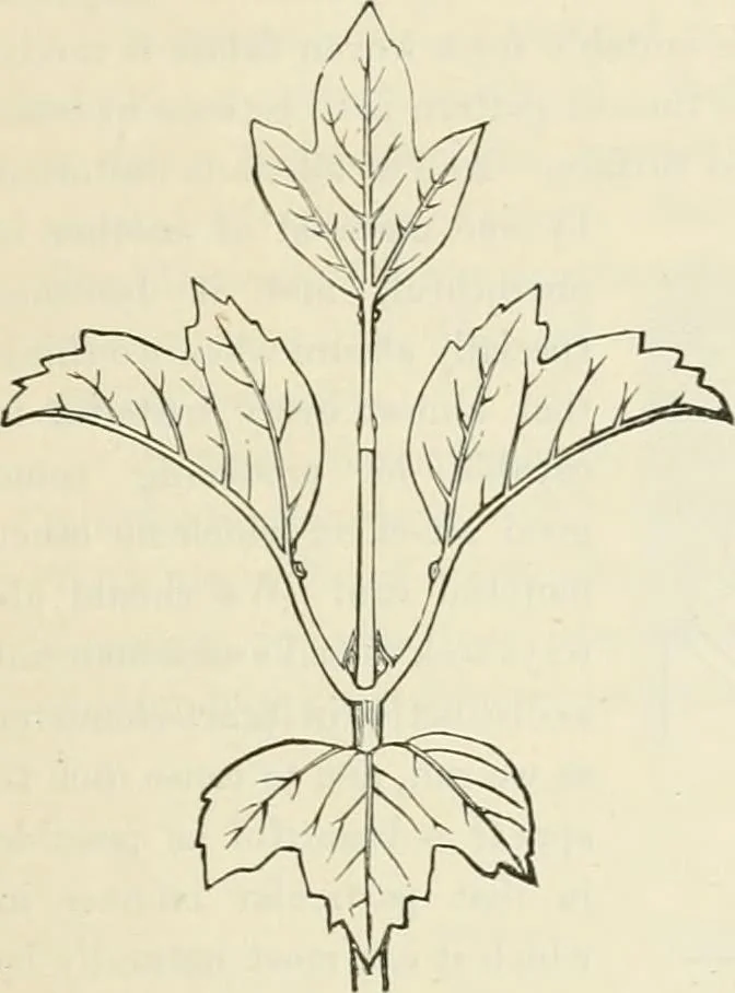 An illustration from Principles of decorative design, 1870, leaf 104