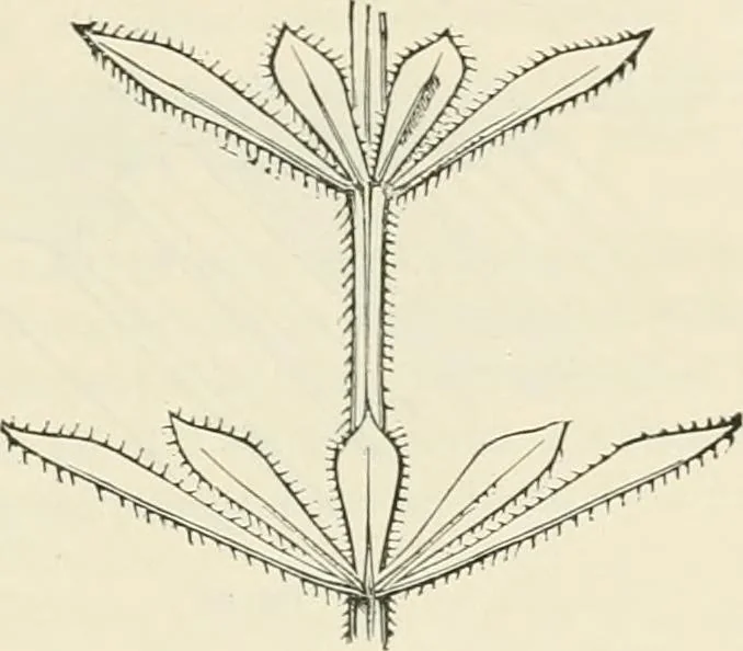 An illustration from Principles of decorative design, 1870, leaf 104