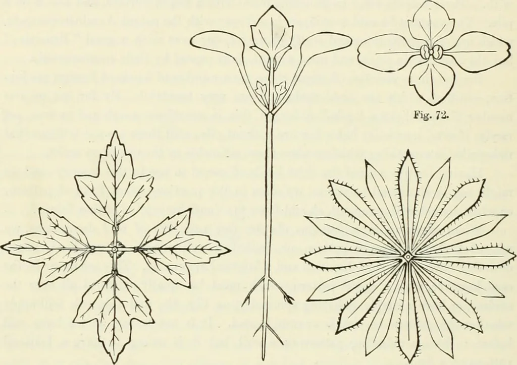 An illustration from Principles of decorative design, 1870, leaf 109