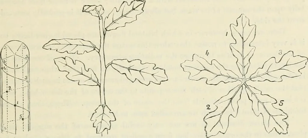 An illustration from Principles of decorative design, 1870, leaf 110