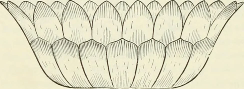 An illustration from Principles of decorative design, 1870, leaf 139