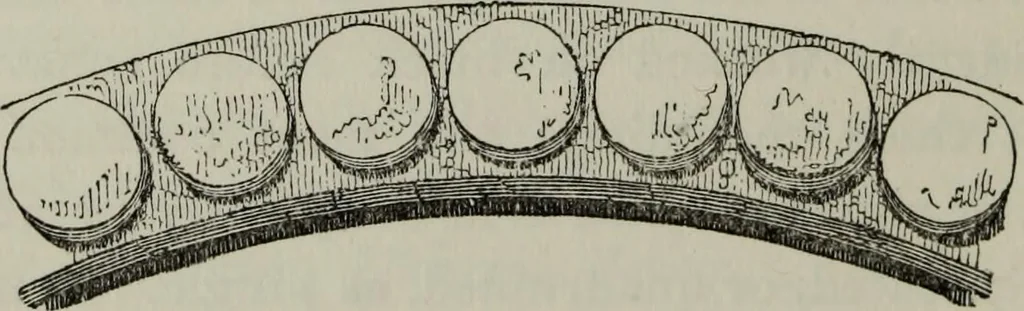 An illustration from The principles of Gothic ecclesiastical architecture : with an explanation of technical terms and a centenary of ancient terms ..., 1882, leaf 147
