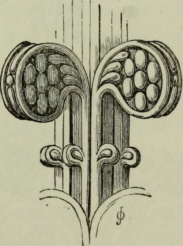 An illustration from The principles of Gothic ecclesiastical architecture : with an explanation of technical terms and a centenary of ancient terms ..., 1882, leaf 204